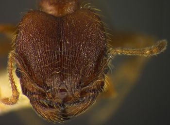 Media type: image;   Entomology 34345 Aspect: head frontal view